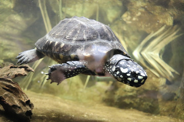 Obraz premium Turtle swims in aquarium, reptile, animal, wildlife, zoo