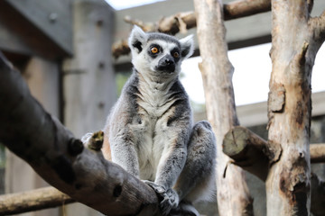 Fluffy frightened lemur sitting on a tree, zoo, blurred background