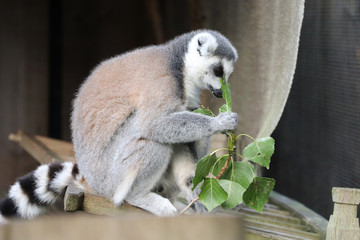 Fototapeta premium Fluffy lemur eats leaves, zoo, blurred background