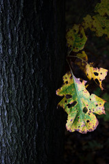 Oak leaves with autumn colors.