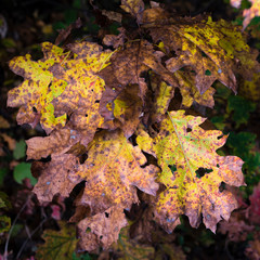 Oak leaves with autumn colors.