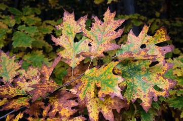 Oak leaves with autumn colors.