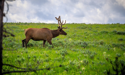 Naklejka na ściany i meble Elk in the Meadows of Yellowstone National Park