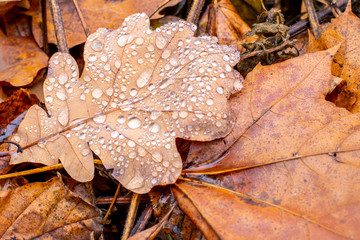 autumn leaves on the ground