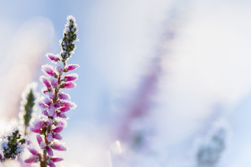 Common heather, Calluna vulgaris, flowers covered with ice crystals