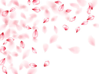 Pink sakura flower flying petals isolated on white vector background.