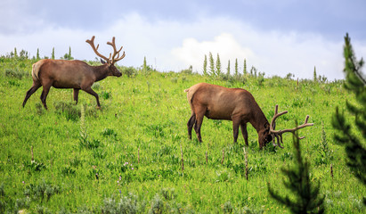 Naklejka na ściany i meble Elks in the Meadows of Yellowstone National Park