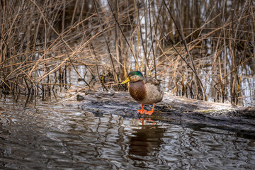 High Resolution Detailed Closeup of a Mallard Duck Standing on a log in a pond on the Chesapeake Bay