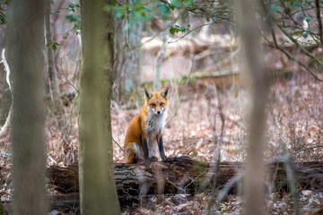 Wild Red Fox sitting on a log in the sunlight in the trees of a Maryland forest