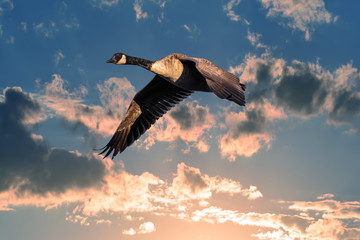 Canada Goose Flying in the Clouds above a sunset sky