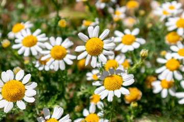 Fototapeta premium Close up of colorful and beautiful daisy flowers