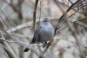 sparrow on branch