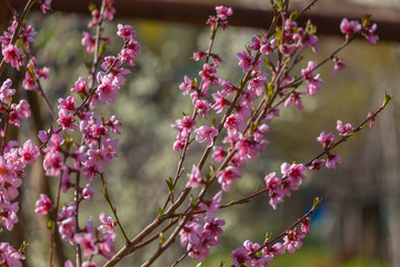 Close up of peach branches in bloom with blurred background, Vittorio Veneto, Italy