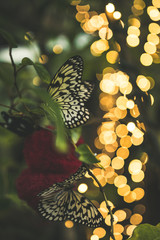 butterfly with lights