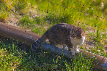 Cat watching towards a meadow over a piece of railing, Italy