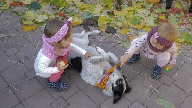 Children enjoy playing with the dog in Halloween party