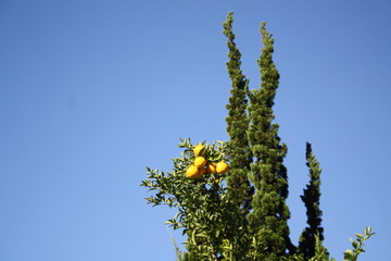 Yellow friut in tree against blue sky