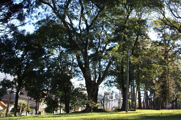 Obraz premium Tree in park