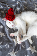 White sleeping cat in red knitted hat on a gray bed. Home, comfort and warmth. Vertical