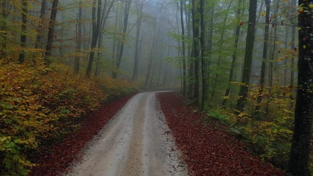 Autumn season foggy forest road. Drone shot of magic misty beech woodland.