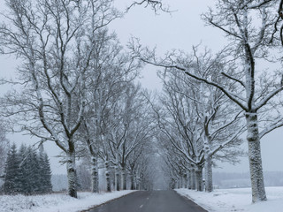 a beautiful winter picture with a snowy alley