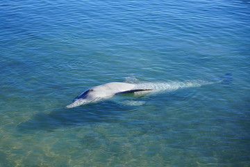 Fototapeta premium A wild dolphin in the water in Shark Bay, Australia