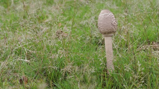 Shaggy Parasol Mushroom in a Meadow, Chlorophyllum rhacodes