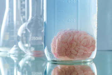Preserved Human Brain Jar