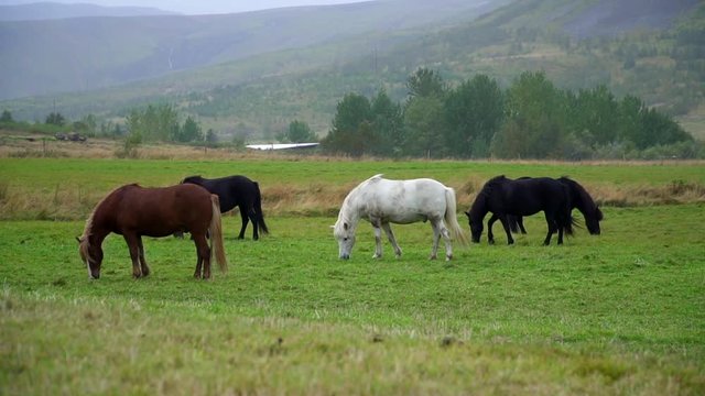 group of multi-colored Icelandic horses graze in pasture, Iceland