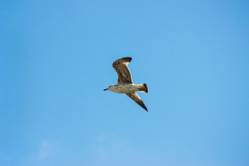 seagull in flight seen from below with clear sky