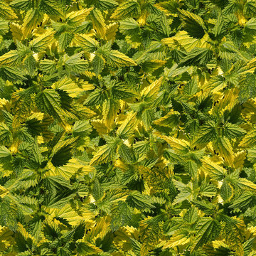 Nettle seamless background. Natural background of foliage. You can create an endless image