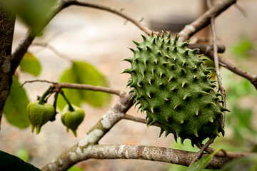 Soursop (guanabana) hanging in the tree