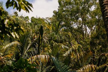 foresta australiana