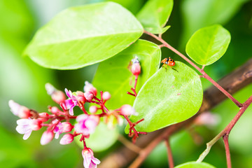 Closeup of the flowers of a starfruit tree with an orange bug