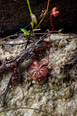 Drosera spatulata var. bakoensis, Familie der Sonnentaugewächse (Droseraceae). Gesehen im Bako Nationalpark in Sarawak, Borneo