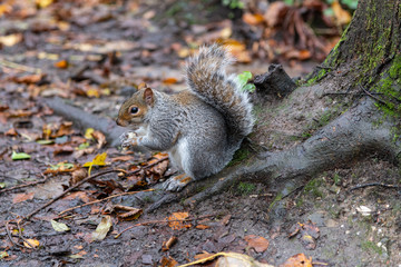 An adult squirrel sitting at the base of a tree whilst eating