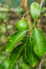 Citrus fruit (a type of lime) hanging from the tree