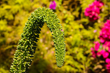 detail of plant in botanical garden in the sun
