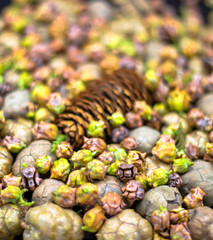 different sized pine cones background