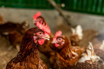 Hens in the Henhouse