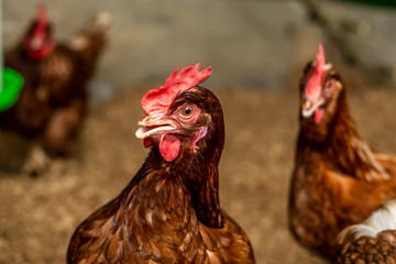 Hens in the Henhouse