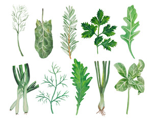 Watercolor set of greens for salad. leek, sprig of dill, rucola leaf, rosemary, spinach leaf, leaves of purple basil, onion sprouts for salad, spinach leaf.