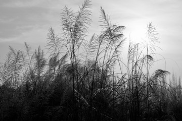 Obraz premium trees in fog