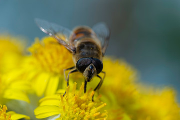 macro insecte
