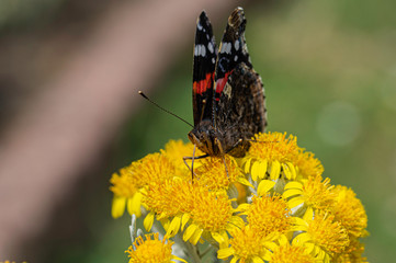 macro insecte