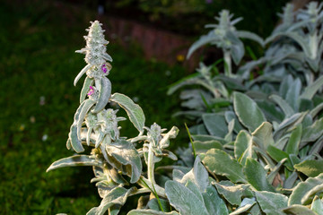 Obraz premium plante