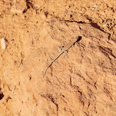 A desert-dwelling lizard demonstrates its great camouflage abilities on tan sandy rock