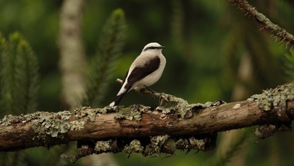 Lavadeira Mascarada - Fluvicola nengeta