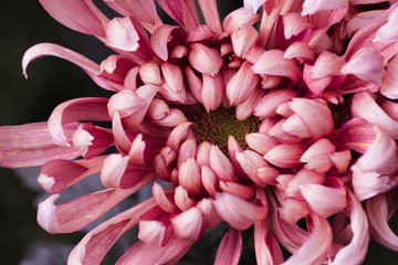 Pink chrysanthemums close up in autumn Sunny day in the garden. Autumn flowers. Flower head