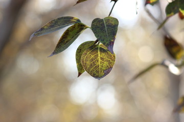 bokeh leaf